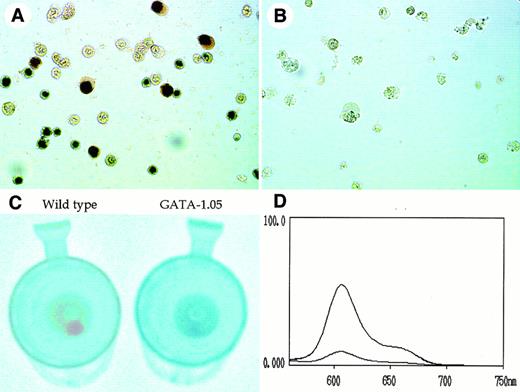 Fig. 6. Decrease of porphyrin content in GATA-1.05 mutant hematopoietic cells. (A and B) Dianisidine staining of the wild-type and GATA-1.05 mutant cells in the day 8 floating fraction, respectively. (C) Color comparison of floating cell pellet at day 14. (D) Measurement of the porphyrin content in the cells. The fluorescence spectra in lysate of both wild-type and GATA-1.05 floating fraction showed the specific profile of porphyrins. The spectrum of the higher peak shows wild type and that with the lower peak shows the mutant results.
