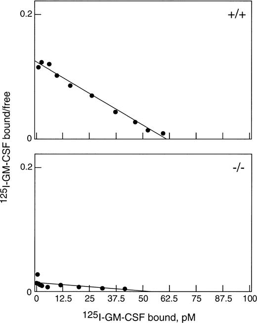 Fig. 1. Binding of GM-CSF to G-CSF–elicited blood neutrophils from βc-null and WT mice. Cells were incubated with125I-GM-CSF for 3 hours at 4°C and assayed for binding. Data were corrected for nonspecific binding and are shown plotted in the Scatchard coordinate system (•). (Top) Neutrophils (87% pure) from WT mice bound with a single class of high-affinity binding: kd = 500 pmol/L, n = 1,700 per cell. (Bottom) Neutrophils (83% pure) from βc-null mice bound GM-CSF only with low affinity: kd = 4.2 nmol/L, n = 2,100 per cell.