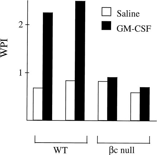 Fig. 3. Phagocytosis of latex beads by G-CSF–elicited peripheral blood neutrophils from WT and βc-null mice. 105neutrophils were incubated in 1-mL cultures with 106 beads and either carrier or mGM-CSF, 4,000 U/mL, for 6 hours. Cytospin preparations were stained and 200 consecutive neutrophils were scored for number of cell-associated beads. The WPI was derived for each mouse by multiplying the number of neutrophils with 1, 2 to 3, 4, or ≥5 associated beads by 1, 2, 3, or 4, respectively, and dividing the total score by the number of neutrophils examined. Results for two mice of each genotype are shown and similar results were obtained in a further seven mice.