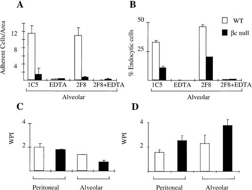Fig. 5. Cellular adhesion and phagocytosis of three agents by WT and βc-null macrophages. (A) Alveolar macrophage adhesion (average cell number per area, derived as shown in Materials and Methods) with incubation in IgG2b isotype control antibody (IC5), chelator EDTA, 2F8 (MoAb to mMSR), or combination of EDTA plus 2F8. (B) Alveolar macrophage endocytosis of colloidal carbon in presence or absence of EDTA or 2F8. (C) Phagocytosis of latex beads. (D) Phagocytosis of opsonized sheep RBCs. Mean results of 2 to 4 wells, incubated at 37°C. No significant phagocytosis was observed in duplicate assays performed at 4°C. Error bars represent SD. One of three similar experiments.