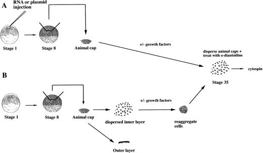Fig. 1. An assay for the induction of erythroid cells from animal caps. (A) One-cell stage embryos are injected with RNA or plasmids. Animal caps are excised at stage 8 and cultured for 2 days under defined conditions and then dispersed by collagenase. The cells are incubated with o-dianisidine and immobilized onto a glass slide for analysis by microscopy. (B) Protein factors can be tested on dispersed animal caps cells. At stage 8, animal caps are excised and dispersed in CMFM. The outer pigmented layer is discarded. The dispersed inner layer cells are incubated with or without factors. After 1 to 2 hours the cells are washed and reaggregated in calcium/magnesium containing media and cultured for 2 days.o-dianisidine cells are detected as described in (A).