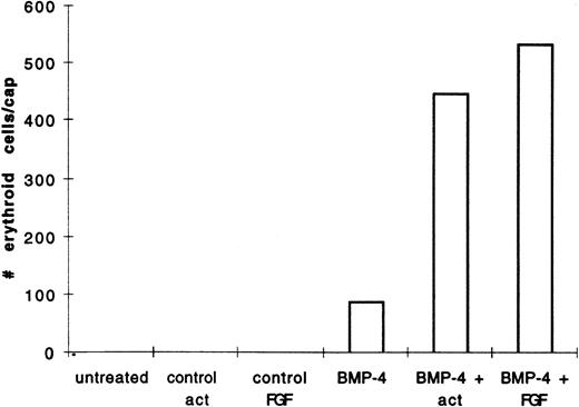 Fig. 4. BMP-4 and activin, or BMP-4 and FGF treatment of animal caps induce more of o-dianisidine–positive cells than BMP-4 treatment alone. The animal caps were treated as described in Fig 3. The o-dianisidine–positive cells were counted from two cytospins for each experimental condition in a representative experiment. As each cytospin represents three caps, the sum ofo-dianisidine–positive cells from two cytospins was divided by six to give the number of erythroid cells per cap.