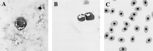 Fig. 5. Comparison of morphology of erythroid cells induced in animal caps to those found in tadpoles and adult frogs. (A) An erythroid cell from an animal cap treated with BMP-4 and FGF; (B) circulating erythroid cells in a 3-day-old tadpole (stage 41); (C) adult erythroid cells. The erythroid cells are stained with Wright Giemsa. The primitive erythroid cells in (B) are 1 day older than and look slightly more differentiated than the cell shown in (A). Primitive erythroid cells are larger and more circular than definitive erythroid cells; they contain circular and less condensed nuclei and still possess yolk granules (compare B with C). The panels are photographed at 40× original magnification.