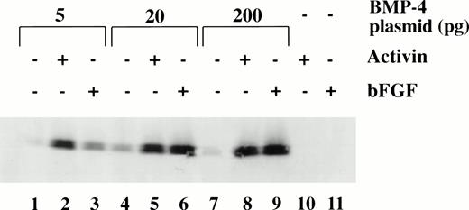 Fig. 6. Dose response of BMP-4 plasmid for globin protein induction. Western blot analysis for globin expression in animal cap explants. Embryos were injected with 5, 20, and 200 pg of pcDNA3–BMP-4, and animal caps were explanted and cultured with or without activin (12 ng/mL) or bFGF (200 ng/mL) until sibling embryos were at stage 35. Protein extracts were made from the animal caps and separated on a SDS polyacrylamide gel. Proteins were transferred to nitrocellulose and incubated with a larval -globin monoclonal antibody. Each lane is loaded with one cap equivalence of protein extract. The finding that 5 pg of pcDNA3–BMP-4–loaded caps treated with activin (lane 2) induces more globin protein than FGF treatment (lane 3) is variable.