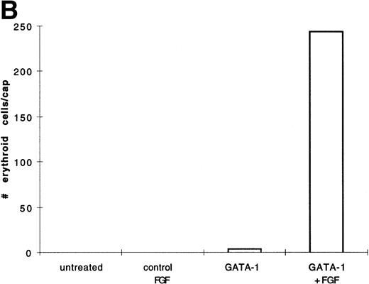 Fig. 7. GATA-1 induces erythroid cells in cooperation with bFGF. (A) Embryos are injected with pcDNA3–GATA-1 (200 pg) and treated with or without FGF (200 ng/mL). Animal caps are analyzed as described in Fig 1A. The panels are photographed at 20× original magnification. The dark cells in the panel of GATA-1 caps treated with no growth factors are pigmented cells that do not stain witho-dianisidine. (B) The o-dianisidine–positive cells were counted from two cytospins for each experimental condition in a representative experiment. The number of o-dianisidine cells per cap was determined as described in Fig 4.
