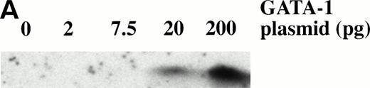 Fig. 8. Dose response of GATA-1 plasmid for globin protein and erythroid cell induction. Embryos were injected with 2, 7.5, 20, and 200 pg of pcDNA3–GATA-1, and animal caps were explanted and cultured with bFGF (200 ng/mL) until sibling embryos were at stage 35. The animal caps were analyzed for globin induction by (A) Western analysis and (B) o-dianisidine staining. The Western analysis was performed as described in Fig 6. The number ofo-dianisidine–positive cells per cap represents the average of two cytospins for each dose of pcDNA3–GATA-1 and was determined as described in Fig 4.