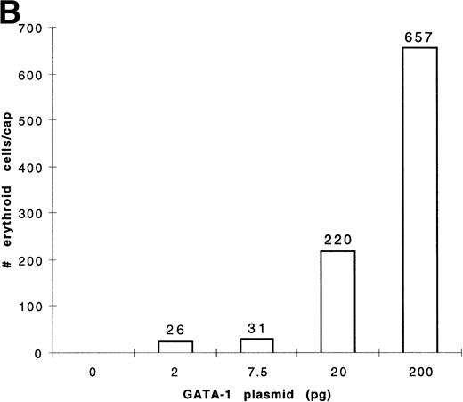 Fig. 8. Dose response of GATA-1 plasmid for globin protein and erythroid cell induction. Embryos were injected with 2, 7.5, 20, and 200 pg of pcDNA3–GATA-1, and animal caps were explanted and cultured with bFGF (200 ng/mL) until sibling embryos were at stage 35. The animal caps were analyzed for globin induction by (A) Western analysis and (B) o-dianisidine staining. The Western analysis was performed as described in Fig 6. The number ofo-dianisidine–positive cells per cap represents the average of two cytospins for each dose of pcDNA3–GATA-1 and was determined as described in Fig 4.