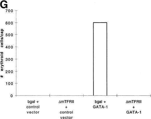 Fig. 9. GATA-1 requires the BMP pathway to cooperate with bFGF to induce erythroid cells. Embryos were coinjected with (A) β-gal RNA (1 ng) and pcDNA3–BMP-4 (200 pg); (B) ▵mTFRII RNA (1 ng) and pcDNA3–BMP-4 (200 pg); (C) β-gal RNA (1 ng) and pcDNA3–GATA-1 RNA (200 pg); (D) ▵mTFRII RNA (1 ng) and pcDNA3–GATA-1 RNA (200 pg); (E) β-gal RNA (1 ng) and control vector (200 pg); and (F) ▵mTFRII RNA (1 ng) and control vector (200 pg). Animal caps were explanted, cultured with bFGF (20 ng/mL) until sibling embryos were at stage 35, and analyzed for o-dianisidine–positive cells (Fig 1A). The panels are photographed at 20× original magnification. (G) The number ofo-dianisidine–positive cells was counted in two cytospins for each experimental condition in a single experiment. The number ofo-dianisidine cells per cap was determined as described in Fig4.