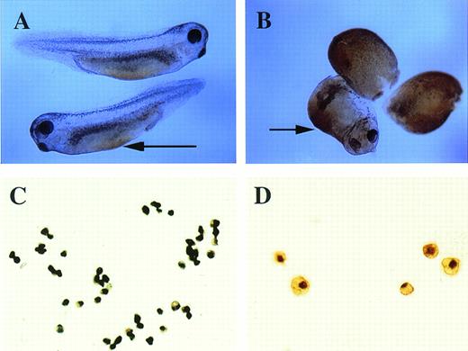 Fig. 2. o-Dianisidine staining of whole embryos and erythroid cells. (A) Stage-35 whole embryo; the arrow points to the blood island that is stained orange-brown. (B) pcDNA3–BMP-4 (200 pg)– injected embryos; the ventralized embryos have diffuse orange-brown staining of the mesoderm. The arrow points to the enlarged blood island of a partially ventralized embryo. (C, D)o-dianisidine–positive cells from a dispersed stage-33 tadpole VBI. The cells in (C) were photographed at 10× original magnification, whereas the cells in (D) were photographed at 20× original magnification.