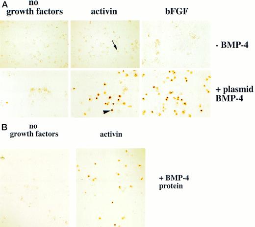 Fig. 3. Erythroid cells are detected in animal caps treated with BMP-4 and mesoderm inducers. (A) For experiments using plasmid BMP-4 embryos are injected with control vector or pcDNA3–BMP-4 (200 pg) and treated with activin (12 ng/mL) or FGF (200 ng/mL). (B) For experiments using BMP-4 protein, animal caps are excised at stage 8 and dispersed in CMFM. The cell dispersion is treated with BMP-4 (1 μg/mL) with and without activin (12 ng/mL) in CMFM for 2 hours before the cells are washed and allowed to reaggregate in the calcium and magnesium containing cap culturing solution. In both experiments the cap cells are cultured until control stage 35 and analyzed foro-dianisidine–positive cells. The arrowhead points to an erythroid cell. The black arrow indicates a nonerythroid pigmented cell. The panels in (A) were photographed at 20× original magnification and the panels in (B) were photographed at 10× original magnification.