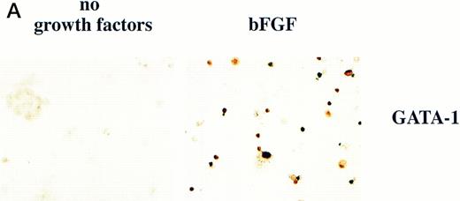 Fig. 7. GATA-1 induces erythroid cells in cooperation with bFGF. (A) Embryos are injected with pcDNA3–GATA-1 (200 pg) and treated with or without FGF (200 ng/mL). Animal caps are analyzed as described in Fig 1A. The panels are photographed at 20× original magnification. The dark cells in the panel of GATA-1 caps treated with no growth factors are pigmented cells that do not stain witho-dianisidine. (B) The o-dianisidine–positive cells were counted from two cytospins for each experimental condition in a representative experiment. The number of o-dianisidine cells per cap was determined as described in Fig 4.