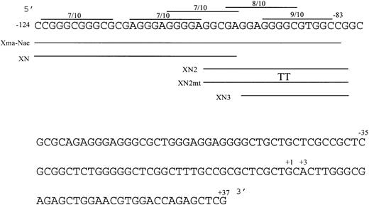 Fig. 2. Nucleotide sequence of the human c-kit promoter from −124/+37. The sequence is numbered from the 5′ transcription initiation site. The locations of the double-stranded oligonucleotides (XmaI-NaeI, XN, XN2, XN3) used in gel shift analysis (below) are indicated. The locations of potential Sp1 binding sites are indicated as lines above the sequence showing degree of homology to the consensus decanucleotide. The TT in the XN2mt oligonucleotide marks the location of an inserted 2-bp mutation (below). The +37 nucleotide is the most 3′ base of c-kit promoter sequence before the pGL2 polylinker in the reporter plasmids.