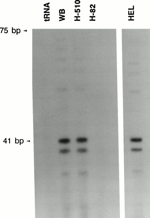 Fig. 3. RNase protection analysis showed multiple transcriptional initiation sites. Two major and one minor protected bands, indicating the transcriptional start sites, were detected in the WB and H510 SCLC cell lines as well as the HEL leukemia cell line. These respectively correspond to base +1 (41 bp from 3′ BamHI site), +3, and +7 in Fig 2. The upper major band comigrated with a 41-base RNA size marker made by transcribing BamHI-cut pGEM3 with SP6 polymerase.