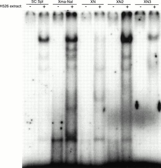 Fig. 5. Gel mobility shift analysis of protein binding to the −124 to −83 DNA fragment. Gel mobility shift analysis was performed with the double-stranded DNA fragment containing the −124 to −83 region alone and with 10 μg of cellular protein from H526 cells. The SC Sp1 oligonucleotide (Santa Cruz) contains a consensus Sp1 binding site. The oligonucleotides corresponding to c-kit sequences are: Xma-Nae (−124/−83), XN (−125/−97), XN2 (−102/−82), XN3 (−96/−82). The +/− indicates whether H526 extract was added to the gel shift mixture.