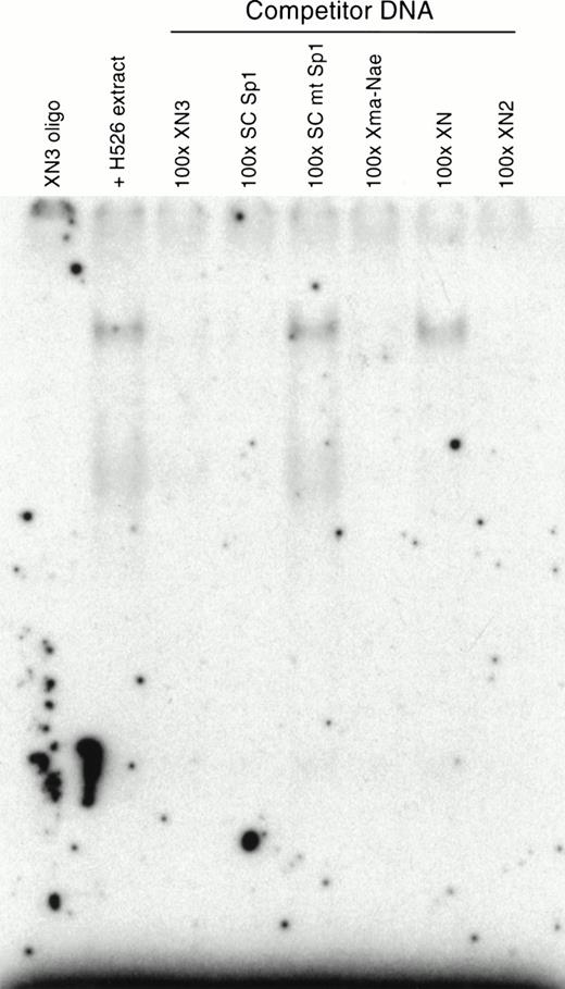 Fig. 6. Competition assays using specific and nonspecific competitor oligonucleotides. In the absence or presence of competing oligonucleotides, 0.1 ng of 32P-labeled XN3 oligonucleotide was incubated with H526 extract. Competing oligonucleotides were at 100-fold excess. The competing oligonucleotides corresponding to c-kit sequences were: Xma-Nae (−124/−83), XN (−125/−97), XN2 (−102/−82), XN3 (−96/−82). Labeled DNA:protein complexes were only formed in the presence of competitors that do not contain the −93/−84 Sp1 site. Competition using the consensus Sp1 oligonucleotide was used as a positive control, and the oligonucleotide containing a mutant Sp1 site (SC mt Sp1) was used as a negative control.