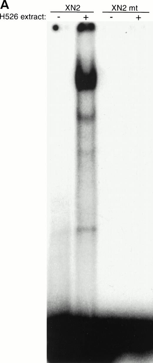 Fig. 7. The protein in the −93/−84 complex has the binding specificity and mobility of Sp1. (A) A 2-bp mutation (GGGGCGTGGC > GGTTCGTGGC) was introduced into the −93/−84 Sp1 site of the XN2 oligonucleotide (XN2mt), and binding ability was compared with the wild-type XN2 oligonucleotide. The −/+ indicates whether cellular extract was added to the gel shift mixture. Ten thousand cpm of the XN2 and XN2mt oligonucleotides were incubated with 10 μg of H526 extract. (B) Mobility shift of XN2 oligonucleotide with rhSp1. Mobility shift analysis using the XN2 oligonucleotide incubated with H526 extract (10 μg ) or with recombinant human Sp1 (rhSp1, 1 fpu) and Drosophila nuclear extract (1 μg). Incubation of the XN2 oligonucleotide with H526 extract (lane 2) yielded a band with a similar mobility pattern as that obtained by incubating XN2 oligonucleotide with rhSp1 andDrosophila extract (lane 3). Incubation of XN2 oligonucleotide with Drosophila extract alone was used as a negative control (lane 4).