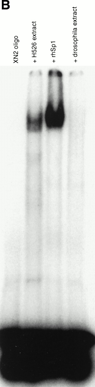 Fig. 7. The protein in the −93/−84 complex has the binding specificity and mobility of Sp1. (A) A 2-bp mutation (GGGGCGTGGC > GGTTCGTGGC) was introduced into the −93/−84 Sp1 site of the XN2 oligonucleotide (XN2mt), and binding ability was compared with the wild-type XN2 oligonucleotide. The −/+ indicates whether cellular extract was added to the gel shift mixture. Ten thousand cpm of the XN2 and XN2mt oligonucleotides were incubated with 10 μg of H526 extract. (B) Mobility shift of XN2 oligonucleotide with rhSp1. Mobility shift analysis using the XN2 oligonucleotide incubated with H526 extract (10 μg ) or with recombinant human Sp1 (rhSp1, 1 fpu) and Drosophila nuclear extract (1 μg). Incubation of the XN2 oligonucleotide with H526 extract (lane 2) yielded a band with a similar mobility pattern as that obtained by incubating XN2 oligonucleotide with rhSp1 andDrosophila extract (lane 3). Incubation of XN2 oligonucleotide with Drosophila extract alone was used as a negative control (lane 4).
