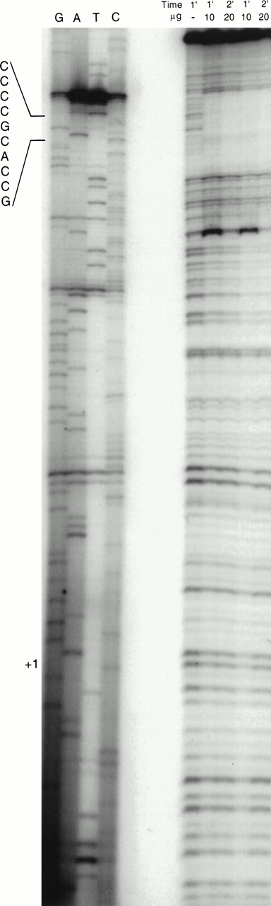 Fig. 8. DNase footprinting analysis of the −124 to +37 region. The ability of proteins to bind and protect the core promoter region of the c-kit promoter was analyzed. DNase I digestion for 1 and 2 minutes of the 32P-labeled DNA fragment was performed with no cell extract (lane 1) and in the presence of 10 and 20 μg of cell extract (right panel). The digested products were analyzed on a 6% sequencing gel. A sequencing reaction of the DNA region was run in parallel (left panel). The sequence of the protected region, corresponding to the −93/−84 SP1 site, is shown.