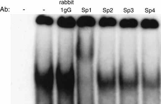 Fig. 9. Supershift analysis of Sp1 family members. Interaction of the XN2 fragment with H526 cell extracts in the absence and presence of antibodies specific for Sp1, Sp2, Sp3, Sp4, and nonspecific rabbit IgG. The DNA:protein complexes were analyzed on a 4% nondenaturing polyacrylamide gel. The first lane contains no extract and no antibody.