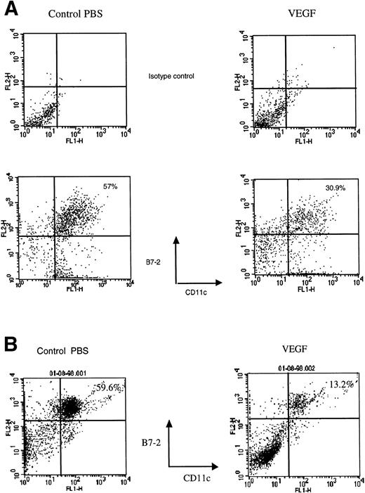 Fig. 3. Decreased presence of DC in spleen and lymph nodes after 28-day VEGF infusion. DCs were isolated from lymph nodes (A) and spleen (B) from control mice (left column) and mice treated with VEGF (right column) as described in Materials and Methods. Cells were labeled with FITC-conjugated anti-CD11c antibody and PE-conjugated anti–B7-2 antibody. The percentage of cells positive for both markers is indicated in the upper right corner of each panel. Typical results of one of three experiments is shown.