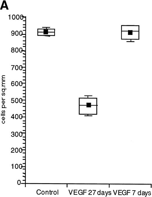 Fig. 4. Decreased numbers of LC in skin after 4 weeks of VEGF infusion. Mice were treated with either PBS or VEGF for 7 or 27 days (VEGF infusion rate of 50 ng/h). The number of LC in the ventral trunk epidermis was counted as described in Materials and Methods. (A) Results of three independent experiments are presented. (B) Microphotograph of one representative experiment (original magnification × 50).