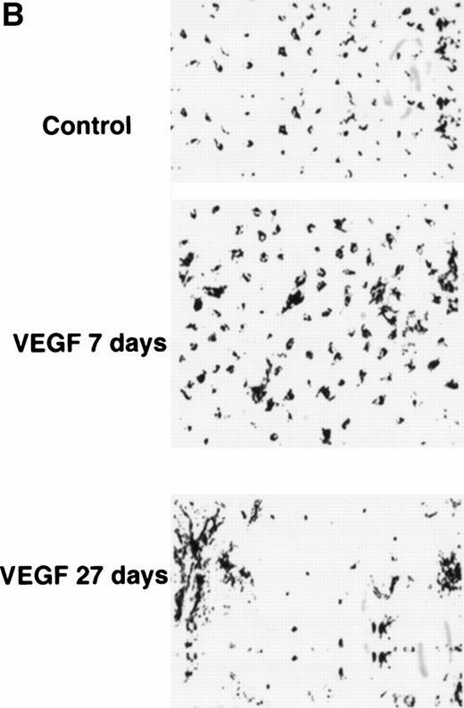 Fig. 4. Decreased numbers of LC in skin after 4 weeks of VEGF infusion. Mice were treated with either PBS or VEGF for 7 or 27 days (VEGF infusion rate of 50 ng/h). The number of LC in the ventral trunk epidermis was counted as described in Materials and Methods. (A) Results of three independent experiments are presented. (B) Microphotograph of one representative experiment (original magnification × 50).