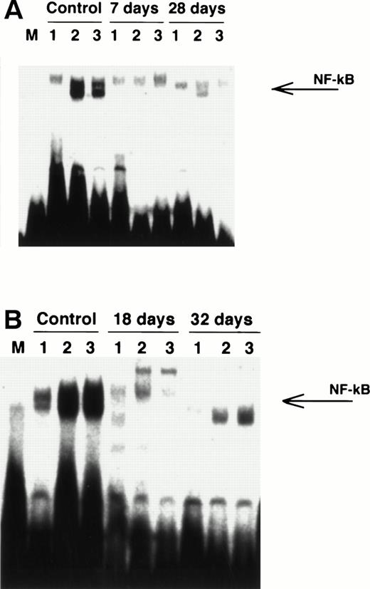 Fig. 11. (A) Effect of VEGF infusion on NF-κB binding to DNA. Mice were treated with VEGF or PBS for 7 or 28 days. BM cells were obtained and lin− progenitor cells were prepared as described in Materials and Methods. Cells were stimulated with 10 ng/mL murine TNF-, nucleoproteins were extracted, and EMSA was performed as described in Materials and Methods. Control, BM cells from mice treated with PBS for 7 days; VEGF, mice treated with VEGF (50 ng/h) for 7 or 28 days; M, binding of nucleoproteins from control TNF-–stimulated BM cells to mutant DNA sequence (negative control); 1, nonstimulated cells; 2, cells stimulated with 10 ng/mL TNF- for 10 minutes; 3, cells stimulated with TNF- for 20 minutes. Three experiments with the same results were performed. (B) Effect of tumor cells on NF-κB binding activity in BM cells. Mice were injected subcutaneously with 2 × 105 D459 tumor cells. Mice were killed on day 18 (tumor size, 80 mm2) or on day 32 (tumor size, 300 mm2) after tumor injection. Lin+ cells were removed and EMSA was performed exactly as described in the legend to Fig 10A. Control, tumor-free mice. 1, 2, 3: The same as in Fig 10A. Two independent experiments with the same results were performed.