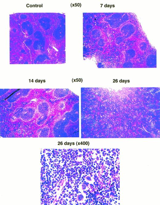 Fig. 7. Photomicrograph of spleens stained with hematoxylin-eosin from mice treated with VEGF for different times. (Bottom panel) Higher magnification of one of the fields in the spleen from a mouse treated with VEGF for 28 days showing increased numbers of megakaryocytes.