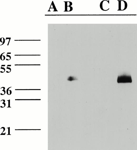 Fig. 3. Immunoblot of HUVEC and monocyte cell extracts with VIC7. Lanes were loaded with cell extracts from unstimulated HUVEC (A); LPS-stimulated HUVEC (B); freshly isolated, unstimulated monocytes (C); and LPS-stimulated monocytes (D). Lanes contained approximately 40 mg (HUVEC) or 20 mg (monocytes) total protein. A blank lane separates (B) and (C).