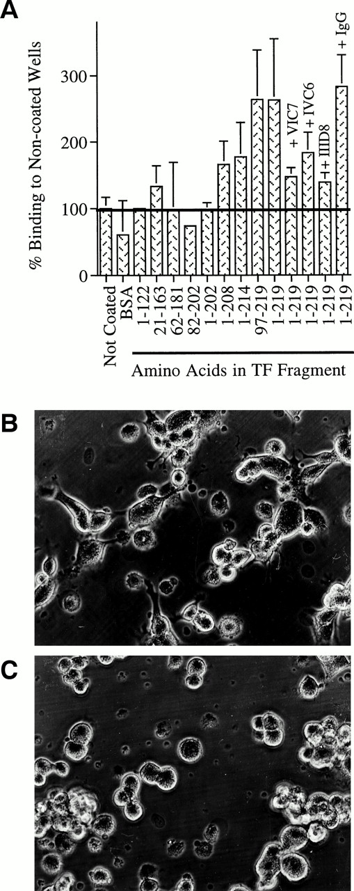 Fig. 8. Binding of endothelium to surfaces coated with fragments of soluble TF. Fragments representing different regions of TF were immobilized in microtiter wells. Endothelial cells were added in the presence or absence of anti-TF MoAb (VIC7, IVC6, IID8) or control MoAb (IgG). Cultures were incubated for 2 hours, washed, and the number of adherent cells was quantitated. The extent of binding to fragments was compared with the extent of binding to noncoated wells or wells coated with BSA (A). Photomicrographs of endothelial cells incubated for 2 hours in wells coated with a TF fragment representing amino acids 97-219 (B) or a fragment representing amino acids 1-122 (C). Photographs were taken before cultures were washed to remove nonadherent cells. These illustrate that TF fragment 97-219 supports spreading of EC, but fragment 1-122 does not. Original magnification × 150. Results are the mean of at least three independent experiments that were conducted using six replicates per parameter tested. HUVEC binding to fragments 1-219 and 97-219 was increased to a statistically signifcant degree over binding to control surfaces, P < .05. The block in binding to the full-length fragment by MoAb VIC7 and IID8 was also significantly lower than binding without addition of MoAb or in the presence of control IgG, P < .05.