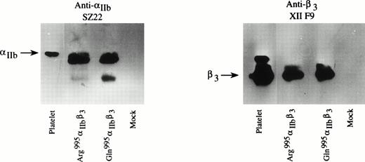 Fig. 4. Analysis of IIb and β3proteins in Cos-7 cells by immunoblotting. Fifty micrograms of proteins from each cell lysate transiently cotransfected with wild-type β3 and wild-type or mutated IIb as indicated were separated on 7% polyacrylamide gels without disulfide reduction and transferred to nitrocellulose membrane. One microgram of protein from normal platelets was used as a positive control; mock refers to cells transfected with expression vector alone. An MoAb specific for IIb (SZ22) and an MoAb specific for β3 (XIIF9) were used.