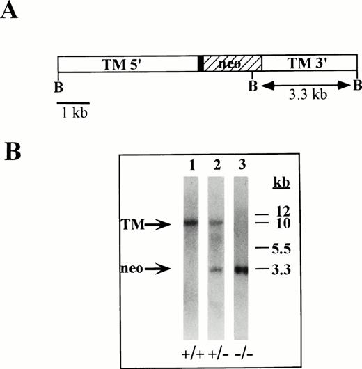 Fig. 1. Illustration of targeted TM locus and Southern blot of TM-null ES cells. (A) Diagram of the targeted TM gene indicating the 5′ upstream region of the TM promoter (TM 5′), 153 bp of untranslated TM sequences (▪), the neo expression cassette used to replace the TM coding region (neo, ▨), and 3′ TM untranslated sequences (TM 3′). BglII restriction enzyme sites are indicated at B. (B) Southern blot analysis of ES-cell genomic DNA. Genomic DNA was isolated from wild-type ES cells (lane 1), from TM+/− ES cells (lane 2) and from TM−/−ES cells (lane 3) and hydrolyzed with BglII restriction enzyme. The hydrolyzed DNA was electrophoresed, blotted, and hybridized with a32P-labeled cDNA probe against DNA sequences within the TM 3′ region. Markers are indicated in kb.