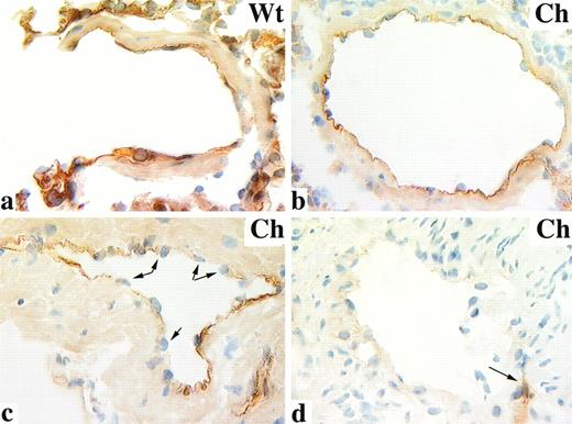 Fig. 3. TM immunolocalization in wild-type (Wt) and TM−/− chimeric (Ch) lung. PLP-fixed cryosections of mouse lung were stained with an anti-TM rat MoAb and counterstained with hematoxylin. TM is localized to the intimal surface of wild-type mice (a) and some TM−/− chimeric vessels (b). TM mosaicism is shown in cross sections through blood vessels containing patchy TM staining (c); arrows indicate endothelial nuclei confirming the presence of an intact intima. Also observed are blood vessels completely negative for TM localization (d); arrow indicates adjacent blood vessel immunoreactive with anti-TM antibodies. Original magnification × 630.