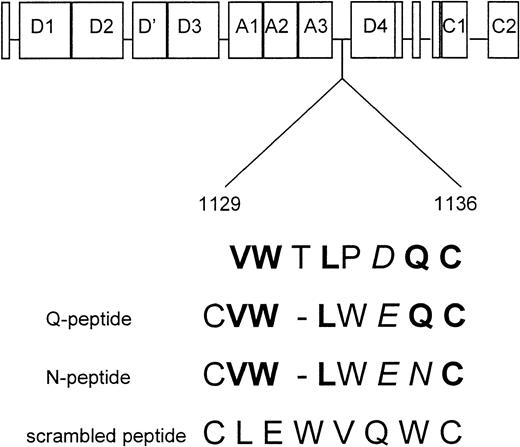Fig. 3. Sequence comparison of the Q- and N-peptide and the scrambled peptide with vWF. Identical and similar amino acids are given in bold and in italics, respectively. A gap is introduced in the Q- and N-peptide to optimize the alignment.