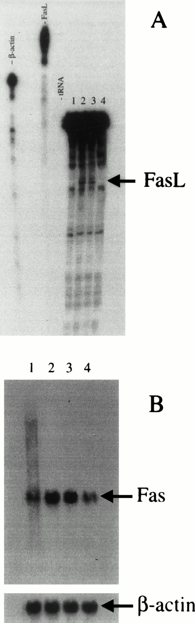 Fig. 3. Expression of Fas and FasL mRNA in anti-CD3–activated 3DO cells in the presence of anti–IL-2 neutralizing MoAb. (B) Northern blot. Total RNA was extracted, separated on agarose gel (20 μg/line), and transferred to nitrocellulose filter. The filter was hybridized with a nick-translation–labeled Fas cDNA probe, washed, and exposed for autoradiography. (A) RNase protection analysis of FasL mRNA expression. The protected antisense mRNA FasL fragment is 184 bp. Each line was loaded with 20 μg of total RNA. 1, Control; 2, anti-CD3–treated cells; 3, anti-CD3 + anti–IL-2 control isotype-treated cells; 4, anti-CD3 + anti–IL-2 treated cells.