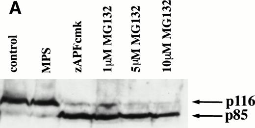 Fig. 3. Caspase activation by proteasome inhibitors. (A) Cleavage of the caspase substrate, PARP, by treatment with proteasome inhibitor. Cells were treated with either 10 μmol/L methylprednisolone, 25 μmol/L zAPFcmk, or various doses of MG132. PARP was detected by immunoblotting. Intact (p116) and fragmented (p85) forms of PARP are indicated by arrows. (B) Effect of MG132 on DEVDase activity. Cells were treated in the absence or presence of 10 μmol/L MG132 for 8 hours, and hydrolysis of the caspase substrate DEVD-AMC was measured in a spectrofluorimeter. Results are from two experiments with independent patient isolates. Cells treated with 10 μmol/L BDcmk, a caspase inhibitor, did not show DEVDase activity more than 50 U above baseline levels. DNA fragmentation from these patients was measured in parallel. These patients are not included in Table 1. Patient no. 1: control = 18.0, MG132 = 96.9; patient no. 2: control = 1.4, MG132 = 32.5. (C) Activation of caspase-3 by proteasome inhibitor. Cells were treated with either 25 μmol/L zAPFcmk, 10 μmol/L MG132, or 10 μmol/L methylprednisolone for 16 hours and procaspase-3 was detected by immunoblotting. Results of one experiment representative of three replicates with independent patient isolates.