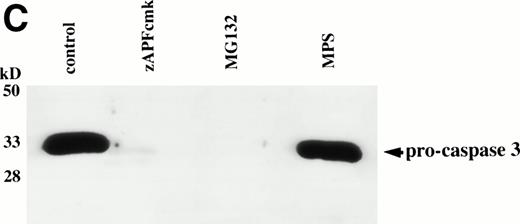 Fig. 3. Caspase activation by proteasome inhibitors. (A) Cleavage of the caspase substrate, PARP, by treatment with proteasome inhibitor. Cells were treated with either 10 μmol/L methylprednisolone, 25 μmol/L zAPFcmk, or various doses of MG132. PARP was detected by immunoblotting. Intact (p116) and fragmented (p85) forms of PARP are indicated by arrows. (B) Effect of MG132 on DEVDase activity. Cells were treated in the absence or presence of 10 μmol/L MG132 for 8 hours, and hydrolysis of the caspase substrate DEVD-AMC was measured in a spectrofluorimeter. Results are from two experiments with independent patient isolates. Cells treated with 10 μmol/L BDcmk, a caspase inhibitor, did not show DEVDase activity more than 50 U above baseline levels. DNA fragmentation from these patients was measured in parallel. These patients are not included in Table 1. Patient no. 1: control = 18.0, MG132 = 96.9; patient no. 2: control = 1.4, MG132 = 32.5. (C) Activation of caspase-3 by proteasome inhibitor. Cells were treated with either 25 μmol/L zAPFcmk, 10 μmol/L MG132, or 10 μmol/L methylprednisolone for 16 hours and procaspase-3 was detected by immunoblotting. Results of one experiment representative of three replicates with independent patient isolates.
