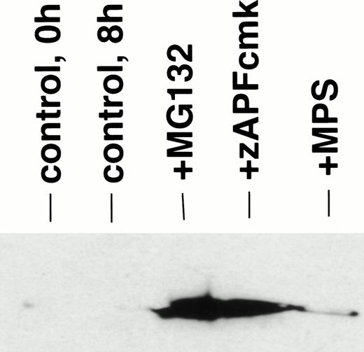 Fig. 4. Proteasome inhibition leads to release of cytochrome c from mitochondria. Cells were incubated in the absence (control) or presence of 10 μmol/L MG132, 25 μmol/L zAPFcmk, or 10 μmol/L methylprednisolone for 6 hours, and cytosolic cytochrome c was measured in digitonin-permeabilized cells by immunoblotting. Lane 1, 0 hours control; lane 2, 6 hours control; lane 3, MG132; lane 4, zAPFcmk; lane 5, methylprednisolone. Results are typical of three independent experiments with different CLL isolates.