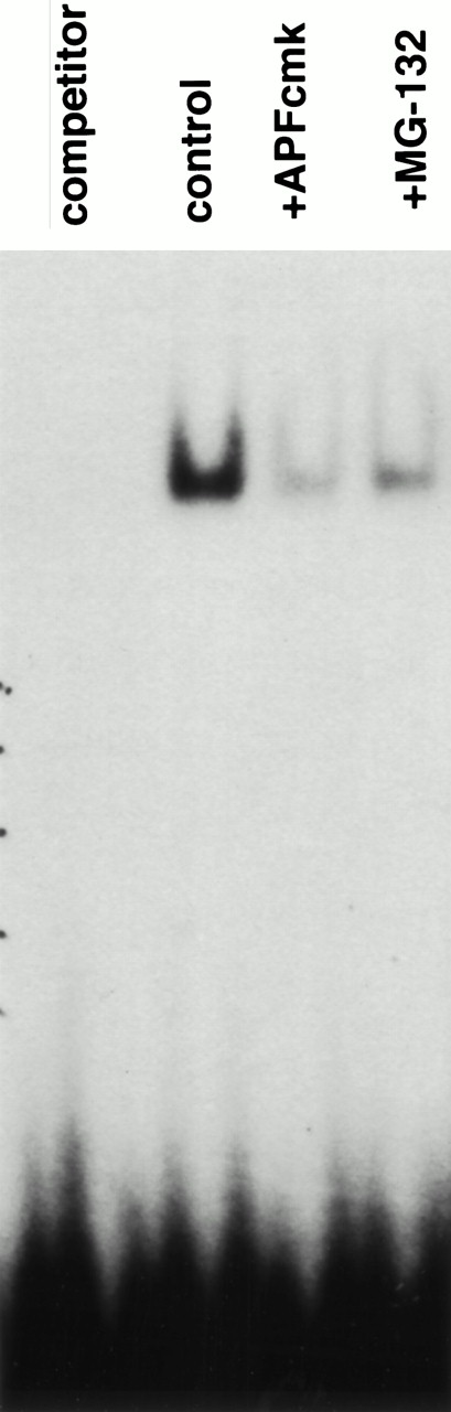 Fig. 6. Inhibition of NFκB activity by NS protease and proteasome inhibitors. Cells were incubated for 6 hours in the absence (control) or presence of 25 μmol/L zAPFcmk or 10 μmol/L MG132, and NFκB activity was measured in isolated nuclear extracts by EMSA using an NFκB consensus element DNA probe. Lane 1, control extracts with excess unlabeled probe (specificity control); lane 2, 6 hours control; lane 3, zAPFcmk; lane 4, MG-132. Results of one experiment typical of over 20 independent replicates.