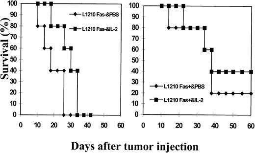 Fig. 6. Effect of immunotherapy with IL-2 against growth of L1210 Fas+ and L1210 Fas− tumor cells in syngeneic host. L1210 Fas+ and Fas− tumor cells (1 × 106) were injected sc into group of five syngeneic (DBA/2) mice. The mice were injected with PBS (control) or with IL-2 (10,000 U/mouse, 3 times a day for 1 week followed by once a day for additional 7 days). The mice were observed for tumor growth and survival. The experiment was terminated after 60 days.