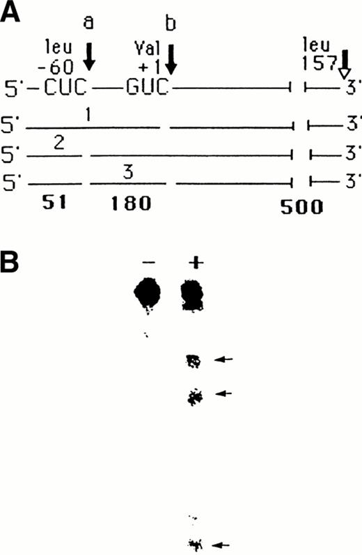 Fig. 1. (A) Schematic diagram of the ribozyme Rzd cleavage sites and cleavage products. The closed arrows show the two sites of cleavage (a and b), whereas the open arrow indicates the end of the translated region (leu 157). (B) Cleavage of the 732 nt target TNF RNA with (+) or without (−) ribozyme Rzd. The data represent the PhosphorImager printout of 8% denaturing polyacrylamide gel. The arrows starting from the top indicate the cleavage fragments no. 1, 3, and 2 depicted in (A), respectively.