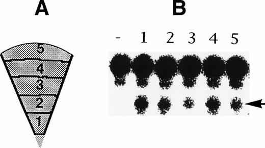 Fig. 3. (A) Schematic diagram of a wedge of an agar plate. Sector 1 represents the center, whereas sector 5 represents the periphery of the plate. (B) Cleavage of the short substrate (site b) by the recovered ribozyme Rzd from each agar sector (1 through 5) as shown in (A). The arrow points to the cleavage products, whereas (−) represents a negative control.