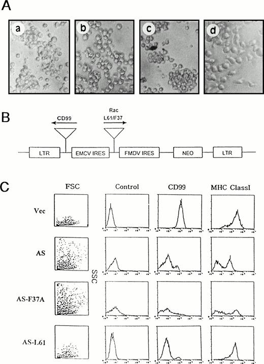 Fig. 5. Function of Rac and Rho in CD99 signaling pathway. (A) Blocking of CD99 MoAb-induced aggregation of IM9 cells by C3 exoenzyme or L61F37A Rac mutant. Normal IM9 cells pretreated with (b) or without (a) the inhibitor of C3 transferase (20 μg/mL; UBI, Lake Placid, NY) for 36 hours were dispersed into single cells by repeated pipetting, incubated with control antibody or anti-CD99 MoAb for 1 hour, and assayed for cell aggregation. L61-TF (c) or L61F37A-TF (d) IM9 transfectants were stimulated with anti-CD99 MoAb for 1 hour and assayed for aggregation. (B) Gene constructs that contain L61 or L61F37A Rac in sense orientation and CD99 in antisense orientation. (C) Immunophenotypic analysis. All transfectants were examined for CD99 expression by flow cytometric analysis. L61 Rac rescues cell morphology from the H-RS phenotype, with a concomitant decrease in forward and side scatter and increased MHC class I expression, in CD99-deficient IM9 cells.
