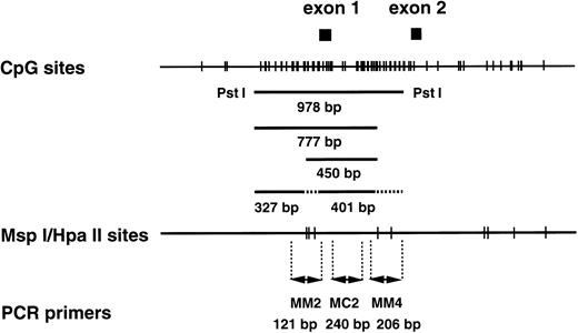 Fig. 1. CpG sites and Msp I/Hpa II sites in the human MDR1 promoter region. (Top) The CpG sites are represented by short vertical bars. The positions of exons 1 and 2 are indicated as closed boxes. The 978-bp fragment, the 450-bp and 777-bp fragments, and the 327-bp and 401-bp fragments are generated from the templates with completely methylated, partially methylated, and without methylatedMsp I/Hpa II sites by Pst I/Hpa II digestion. The position corresponding to these fragments are indicated. (Middle) The Msp I/Hpa II recognition sites are represented by short vertical bars. (Bottom) PCR primers used in the methylation analysis. MM2 and MM4 are methylation-sensitive primer pairs, and MC2 is a positive control primer pair.