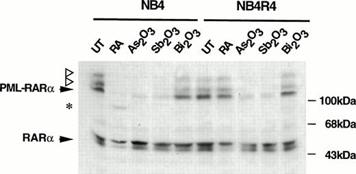 Fig. 1. Trivalent antimonials trigger the degradation of PML-RAR in RA-sensitive and -resistant APL cells. Cellular extracts from NB4 cells (lanes 1 through 5) and from the RA-resistant NB4R4 cells (lanes 6 through 10) were prepared in SDS sample buffer. Cells were untreated (lanes 1 and 6), treated with either 1 μmol/L RA for 36 hours (lanes 2 and 7) or 1 μmol/L As2O3(lane 3 and 8), or 1 μmol/L Sb2O3 (lanes 4 and 9) or 1 μmol/L Bi2O3 (lanes 5 and 10) for 12 hours. Proteins were separated on a 7.5% SDS-PAGE gel, transferred to a nitrocellulose membrane, and probed with an anti-RAR polyclonal antibody. The 120-kD PML-RAR and the 50-kD RAR proteins are indicated by arrowheads. The SUMO-1–PML-RAR conjugates are indicated by open triangles and the 80-kD PML-RAR cleavage product observed after RA treatment is indicated by an asteriks.