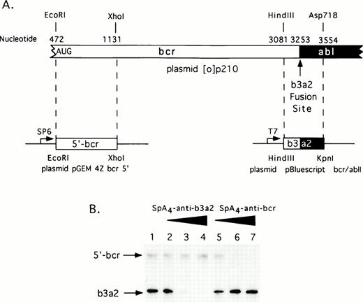 Fig. 1. Selective targeting of sequences in bcr/abl mRNA for in vitro degradation by RNase L activated with 2-5A–antisense. (A) Construction of plasmids for in vitro synthesis of bcr/abl and 5′-bcr RNA segments (Materials and Methods). (B) The positions of the 5′-bcr and b3/a2 fusion site RNAs are indicated in the autoradiogram of the dried, SDS/polyacrylamide gel (arrows). Lane 1, absense of ODN; lanes 2 to 4: 50, 100, and 200 nmol/L of SpA4-anti-b3a2; lanes 5 to 7: 50, 100, and 200 nmol/L of SpA4-antibcr. The b3a2 RNA was labeled to a higher specific activity than the 5′ bcr segment, and thus appears darker in the autoradiogram, although equivalent amounts were included.