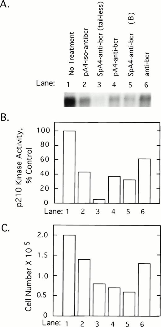 Fig. 2. 2-5A–anti-bcr treatment of K562 cells leads to decreased levels of p210bcr-abl kinase activity and cell growth inhibition. (A) An autoradiogram and (B) results of phosphorImage analysis of the gel from a p210bcr/abl kinase activity assay measured from K562 cells treated with different ODNs as indicated in the figure and described in Materials and Methods. (C) Effects on K562 cell growth and survival of ODN treatments. Cells were seeded at 105 cells per well at time 0 and counted after 40 hours of ODN treatment (y-axis).