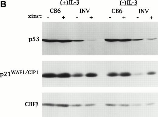 Fig. 1. CBFβ-SMMHC inhibits p53 induction but induces p21WAF1/CIP1 in Ba/F3 cells exposed to IR or VP-16. (A) MTCB6 cells (vector-transfected) and MTINV-2 or MTINV-3 cells (expressing CBFβ-SMMHC from the MT promoter) were cultured ± 100 μmol/L zinc chloride for 18 hours. Half of the cells from each of these four cultures were then irradiated to 10 Gy. Cells exposed initially to zinc were continued in zinc after irradiation. Total cellular protein extracts were prepared 90 minutes later and electrophoresed on a 10% sodium dodecyl sulfate–polyacrylamide gel. The proteins were then transferred to a nitrocellulose filter, which was stained with Fast Green to control protein loaded (bottom panel) and subjected to Western blotting with antisera specific for murine p53, p21WAF1/CIP1, and CBFβ. The latter antisera detected CBFβ-SMMHC, which was induced by zinc in the MTINV-2 and MTINV-3 cells. (B) MTCB6 and MTINV-3 cells were cultured ± zinc for 18 hours. The cells were then exposed to 8 μg/mL VP-16 for 150 minutes in the presence or absence of IL-3. Total cellular extracts were then prepared and subjected to Western blotting for p53, p21, and CBFβ, with CBFβ levels serving as a control for protein loading.