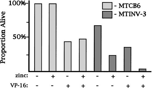 Fig. 4. CBFβ-SMMHC did not increase the clonogenic survival of Ba/F3 cells. MTCB6 or MTINV-3 cells were cultured ± zinc for 18 hours. VP-16 was then added to 0.04 μg/mL to an aliquot of each cell line. Culture was then continued in the same conditions in two 96-well dishes per group. Cells were plated at 0.3 to 2 cells/mL, based on the results of preliminary experiments, so that between 10% and 50% of the wells would develop a colony. The number of colonies were scored 8 days later, and the proportion of initially plated cells that formed colonies is shown for each cell line and culture condition.