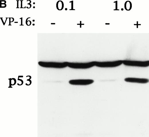 Fig. 5. Ba/F3 cells cultured in reduced IL-3 had a slowed G1 to S transition, but did not have reduced p53 induction or increased survival in response to VP-16. (A) Parental Ba/F3 cells were cultured in 1.0 ng/mL IL-3, which allows optimum growth, or in 0.1 ng/mL IL-3. After 48 hours, cell generation time was determined by enumerating the number of viable cells present in the cultures on subsequent days. To determine the ratio of the proportion of cells in G1 phase to the proportion of cells in S phase (G1/S), the cells were exposed to 30 μmol/L BrdU for 30 minutes, fixed, stained with anti–BrdU-FITC and PI, and subjected to FACScan analysis. The proportion of cells surviving exposure to 8 μg/mL VP-16 for 6 hours was determined as in Fig 3. (B) Ba/F3 cells cultured in 1.0 ng/mL or 0.1 ng/mL IL-3 for 48 hours were continued in cultured ± 8 μg/mL VP-16 for 150 minutes. Total cellular protein extracts were then obtained and subjected to Western blot analysis for p53.